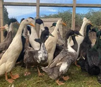 Winchester Poultry & Livestock Farm photo 2