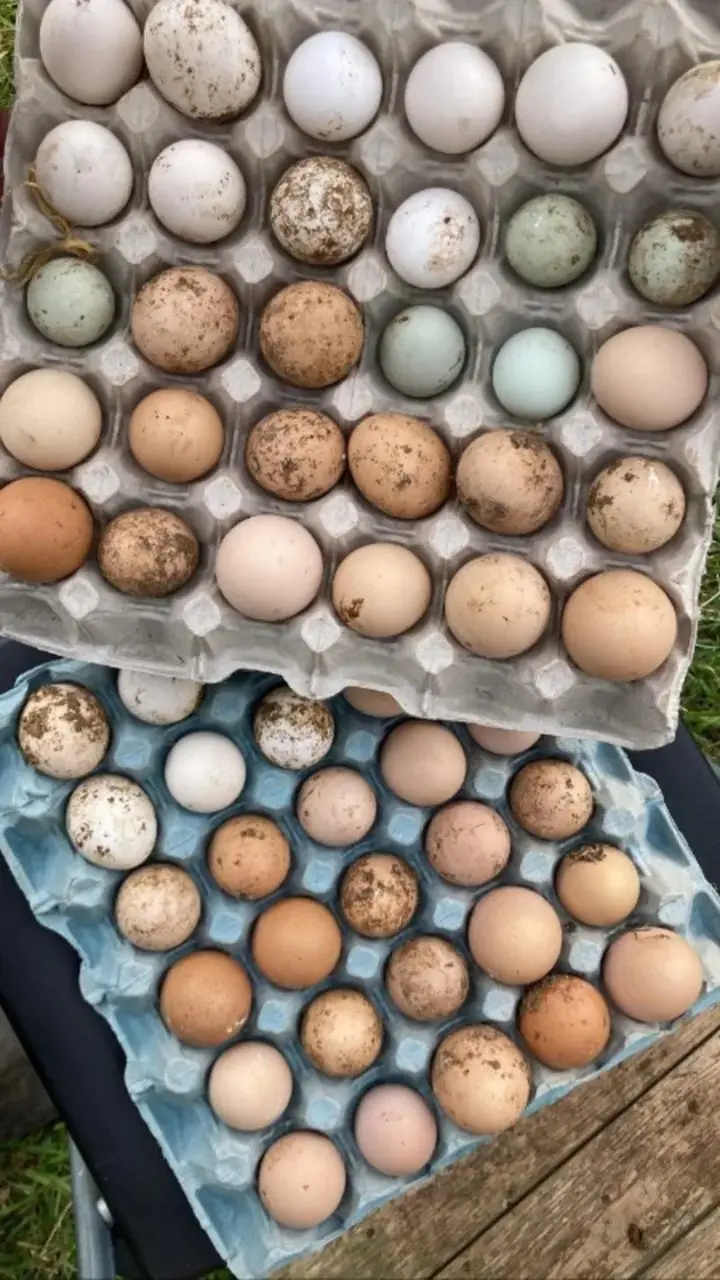Winchester Poultry & Livestock Farm photo 3