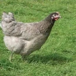 Moon Ridge Farm photo 2