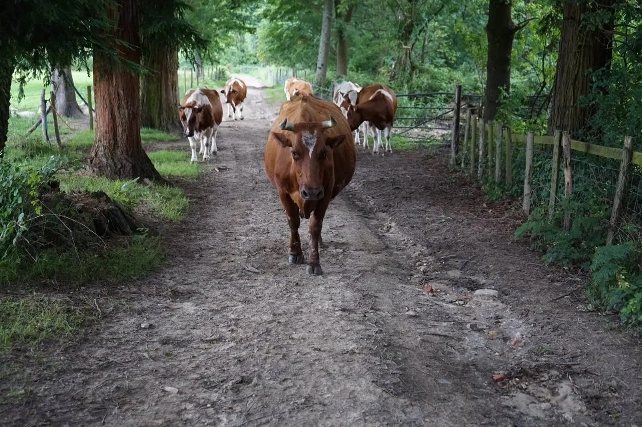Plaw Hatch Farm main photo