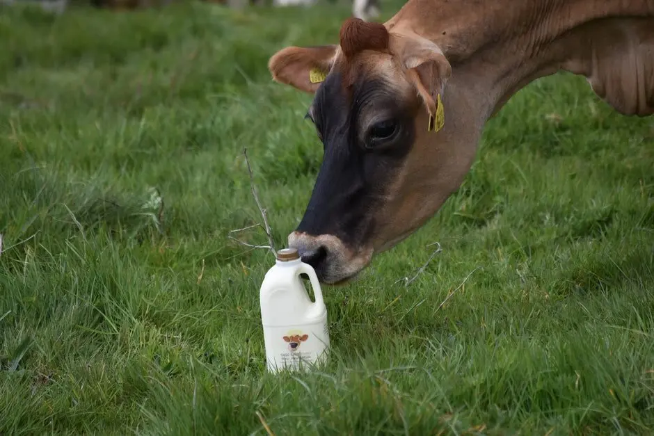 Tagg Lane Dairy photo 4