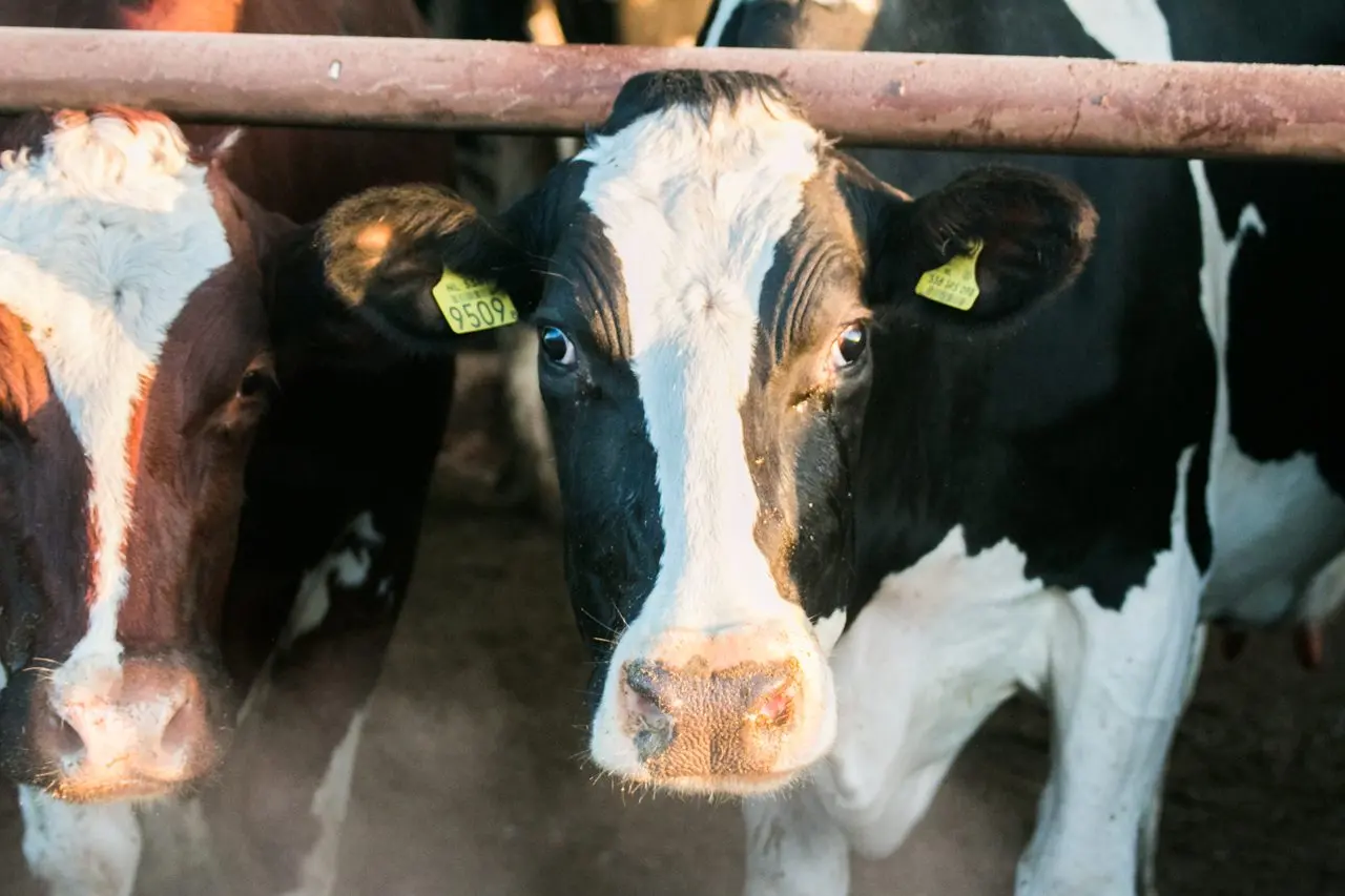 Udderly Fresh Raw Milk (North Hill Farm Dairy) photo 1