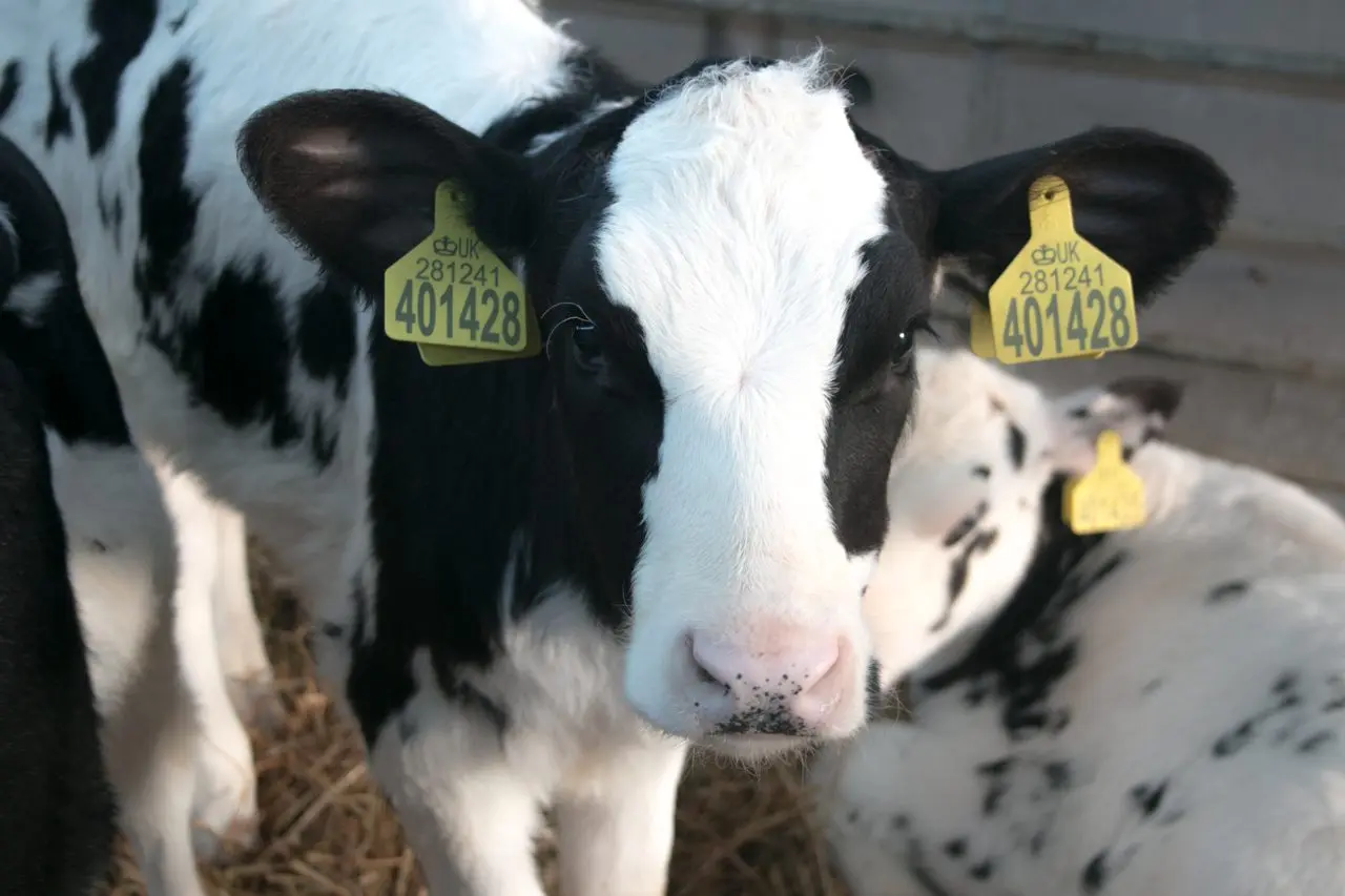 Udderly Fresh Raw Milk (North Hill Farm Dairy) photo 3