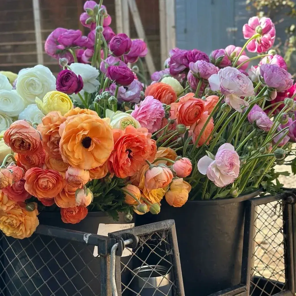 Lakes & Rivers Flower Farm photo 1