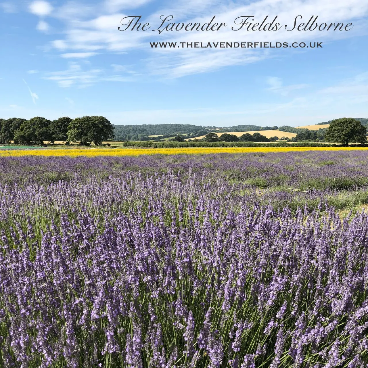 Lavender Fields photo 1