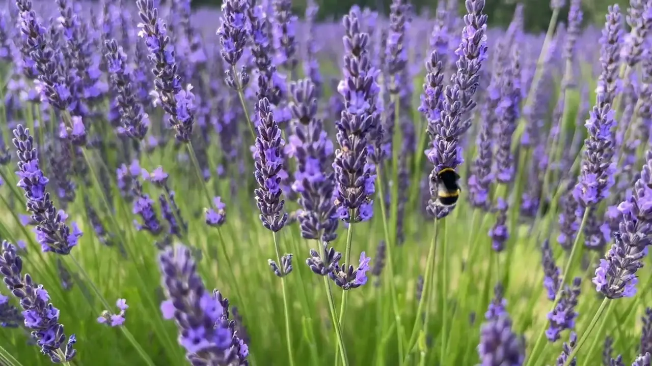 Lavender Fields photo 3