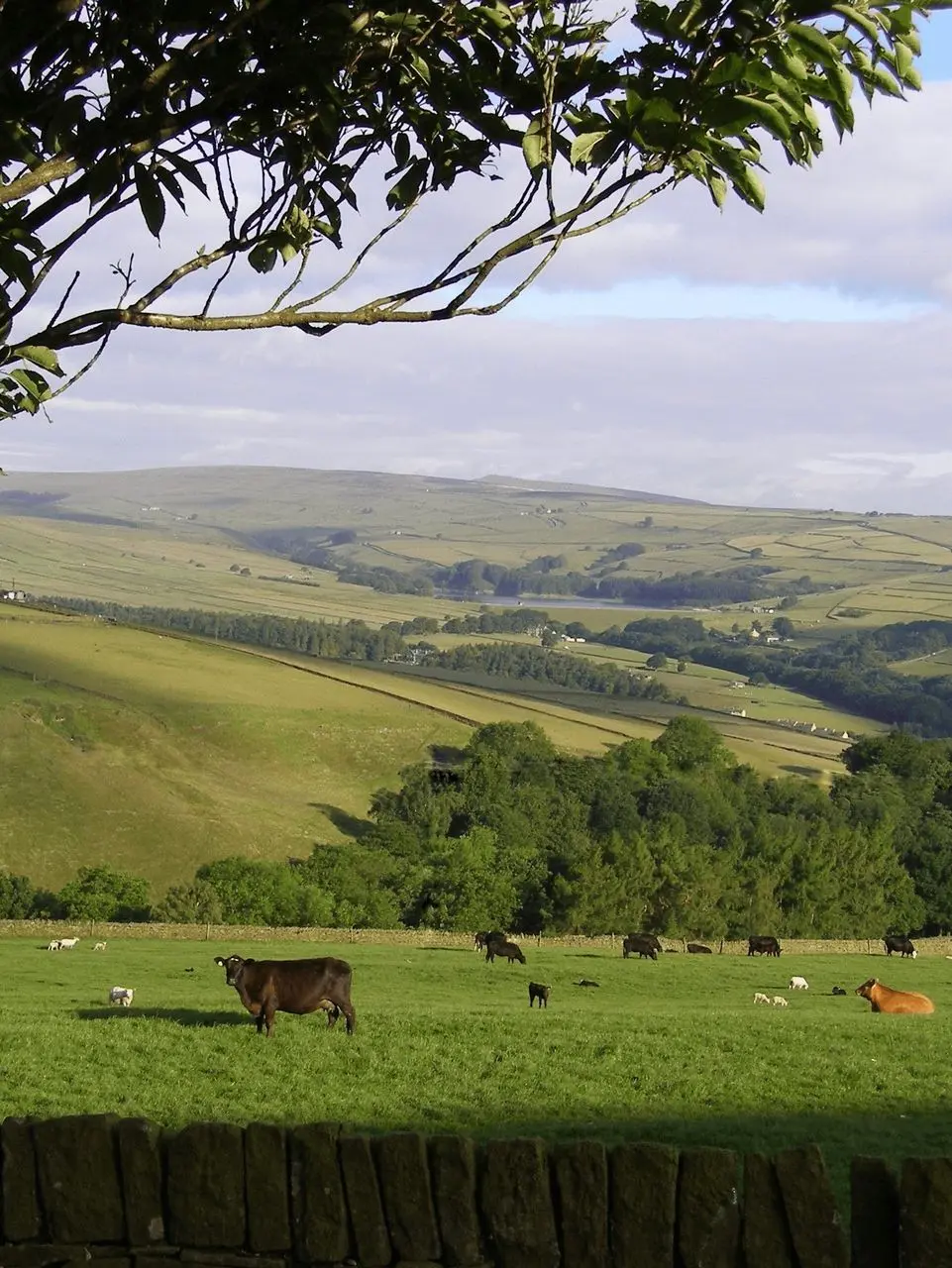 Coddy's Farm photo 2