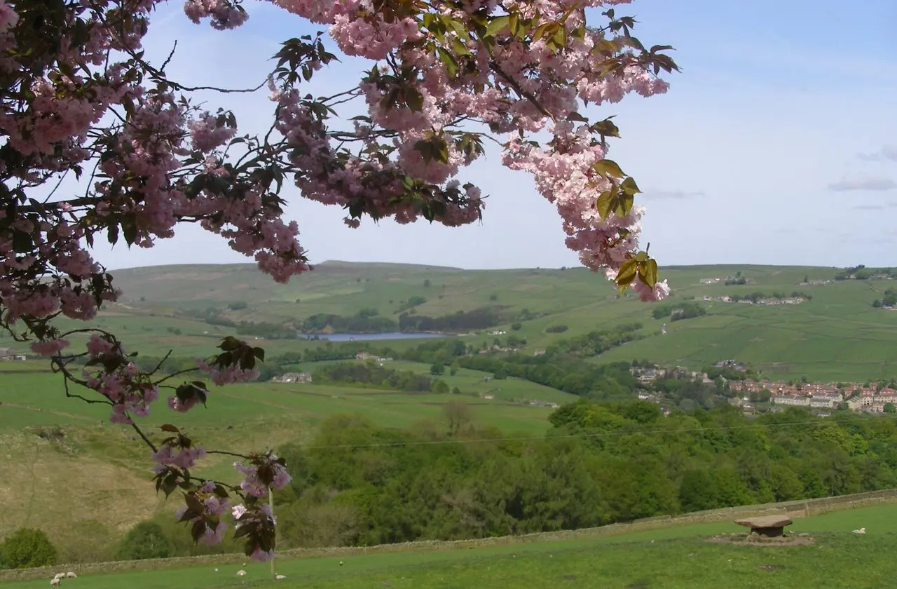 Coddy's Farm photo 3