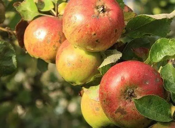 Purton House Organics photo 1