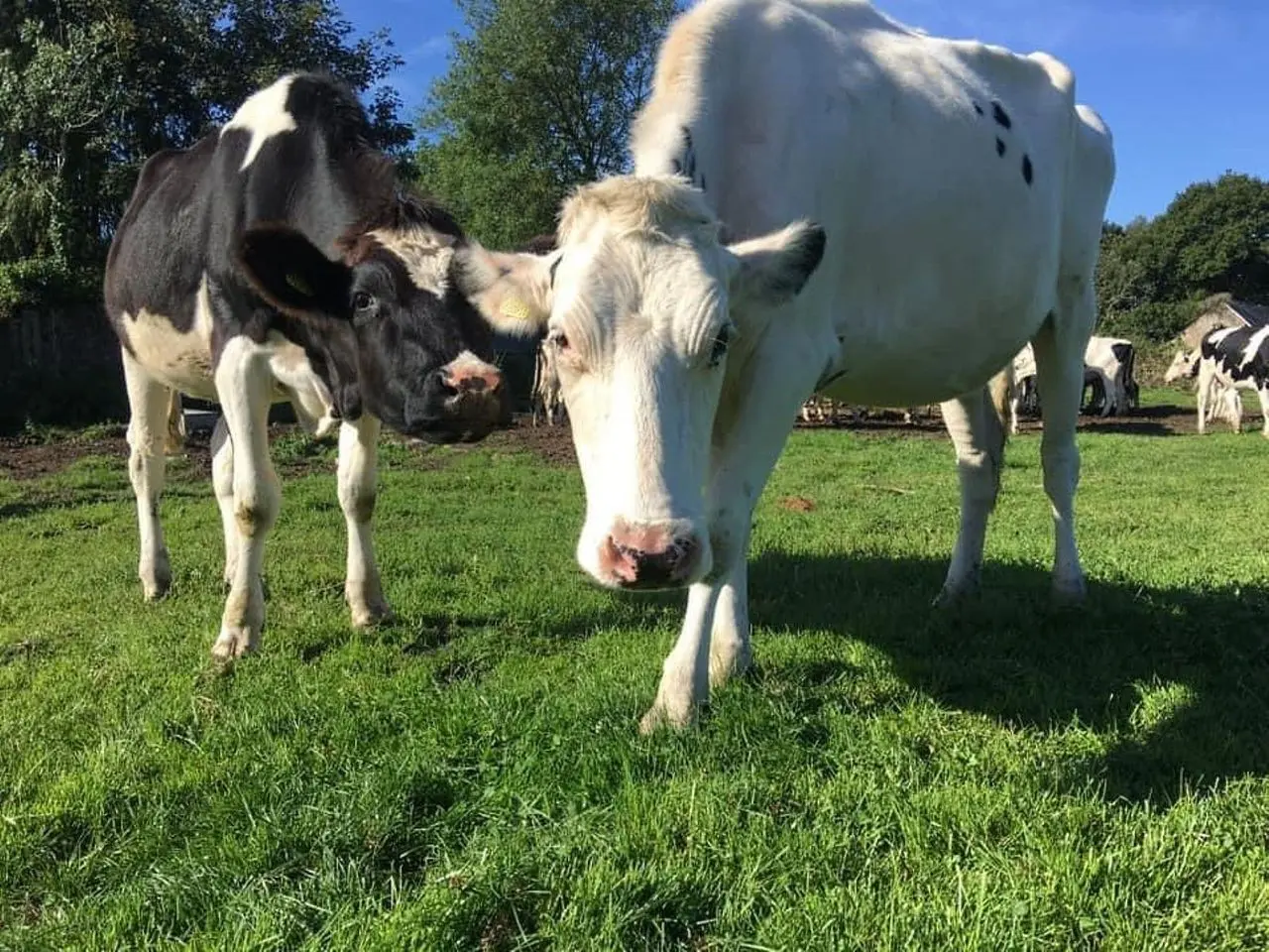 Chase Farm Milk main photo