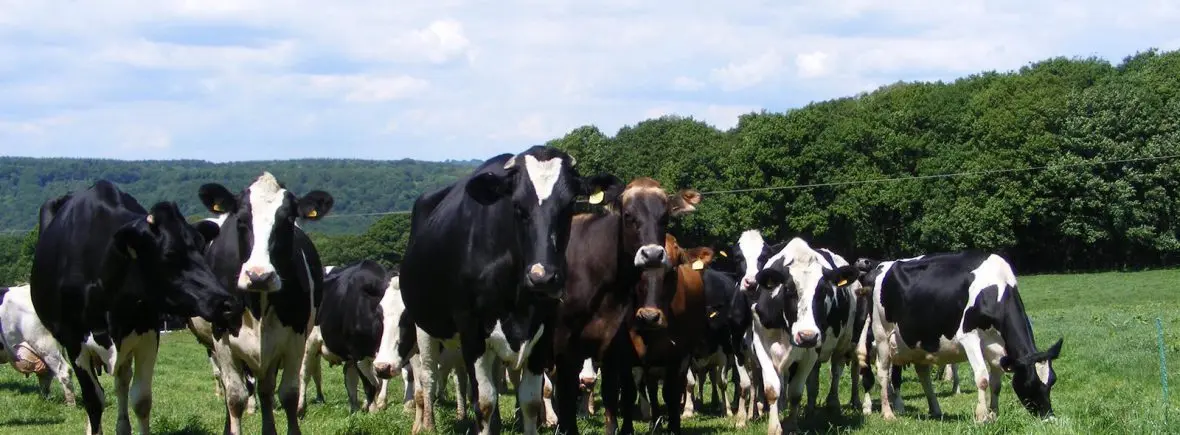 Chase Farm Milk photo 1