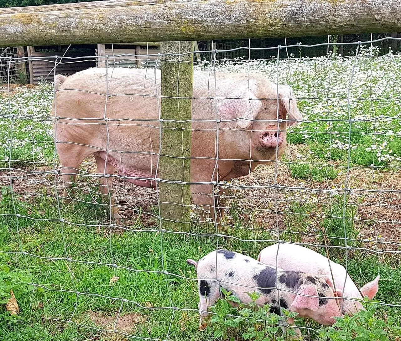 Home Farm Attingham photo 2