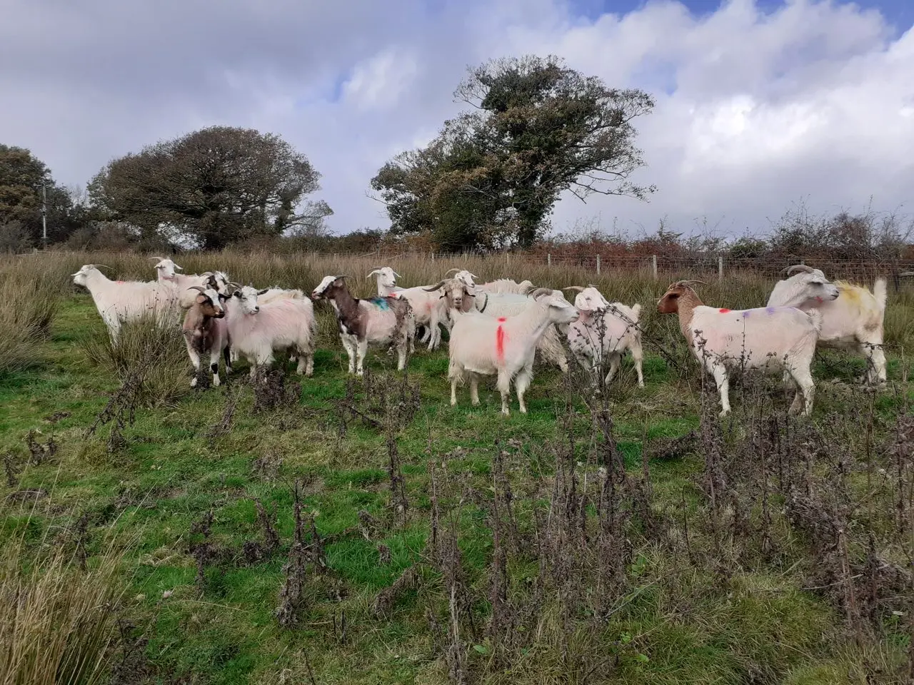 Cockerham Goats photo 1