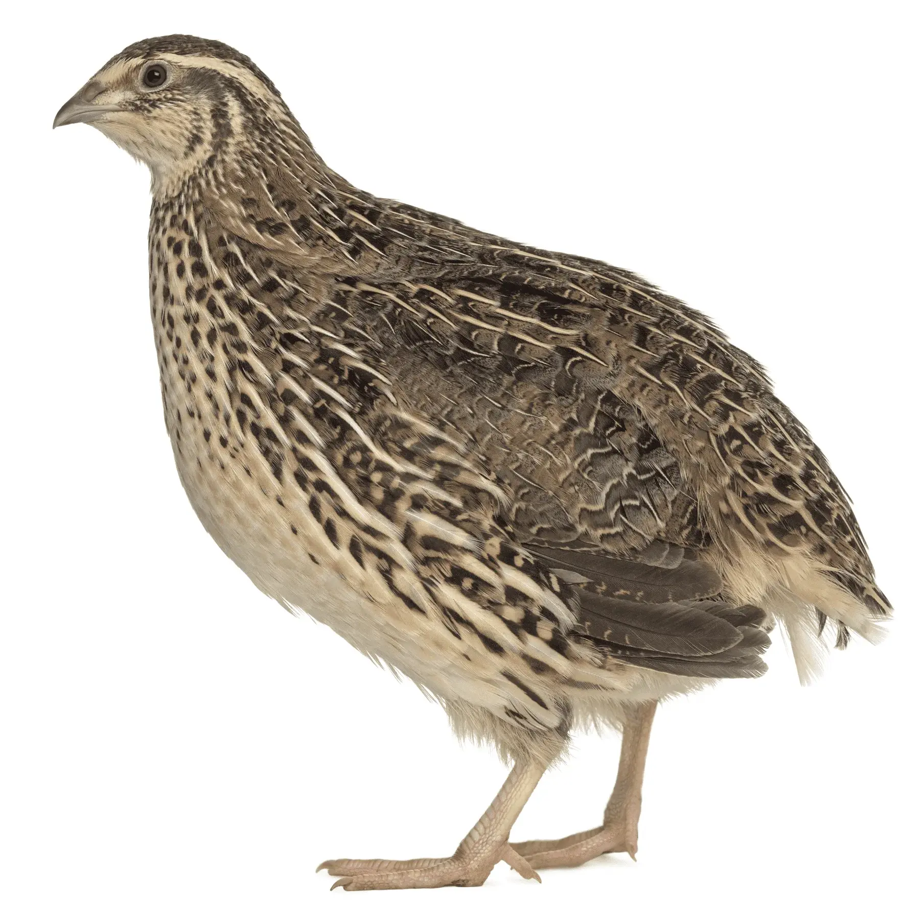 Crowle Quail photo 3