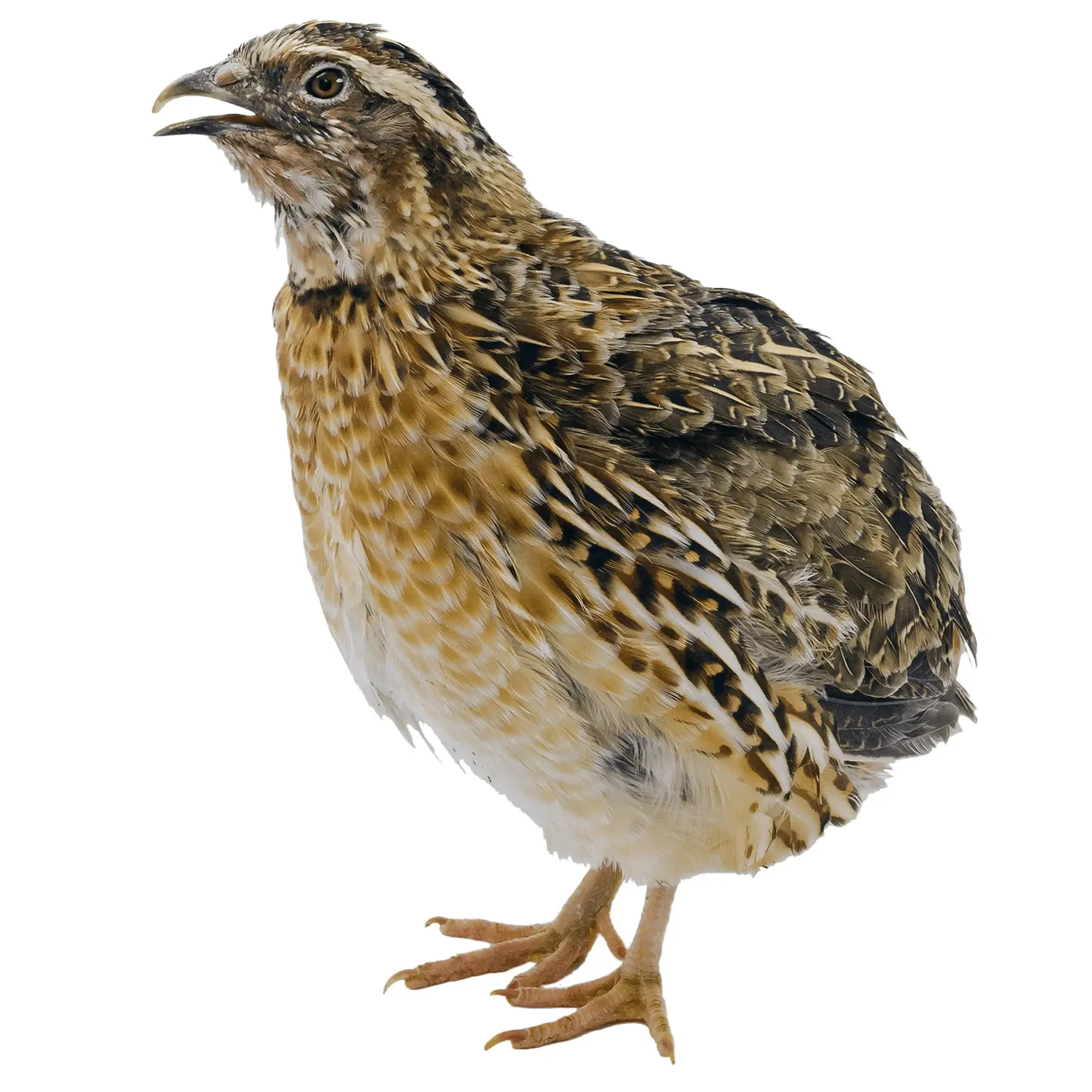 Crowle Quail photo 4