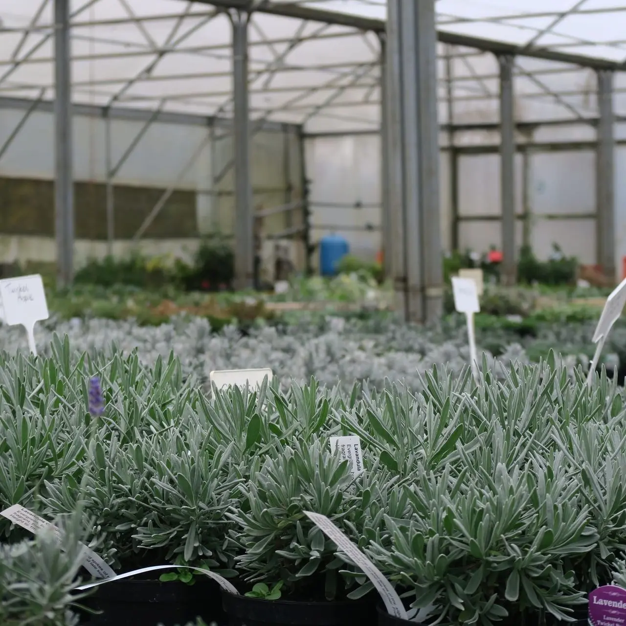 The National Herb Centre photo 2