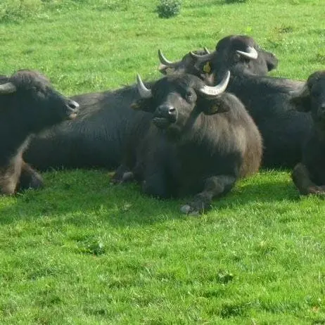 Langthorne's Buffalo Farm Shop photo 1