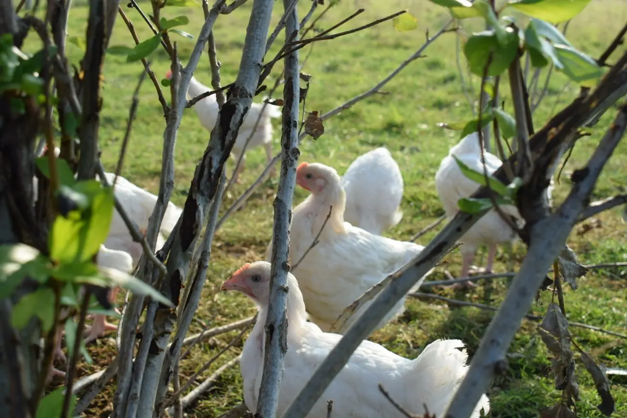 The Egg Machine photo 3