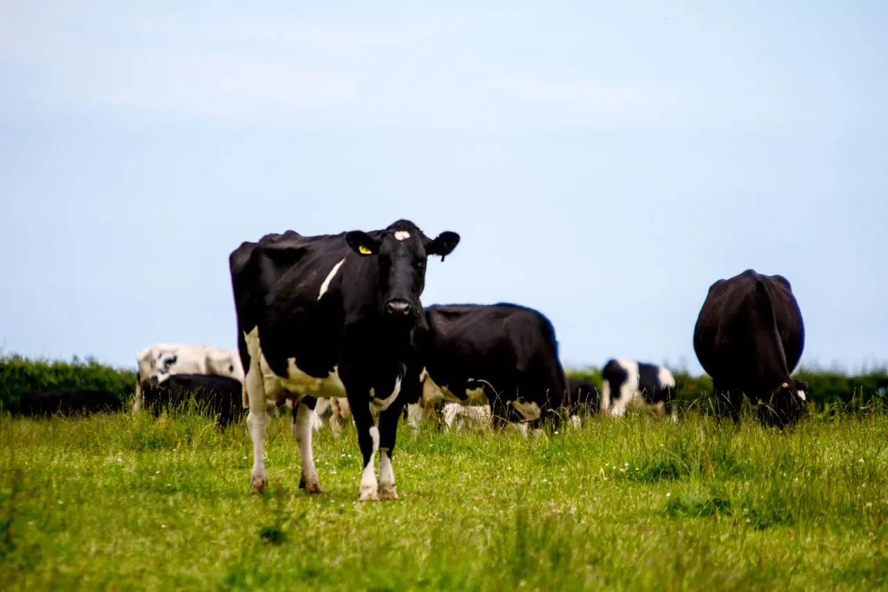 Cumboots Dairy Farm main photo