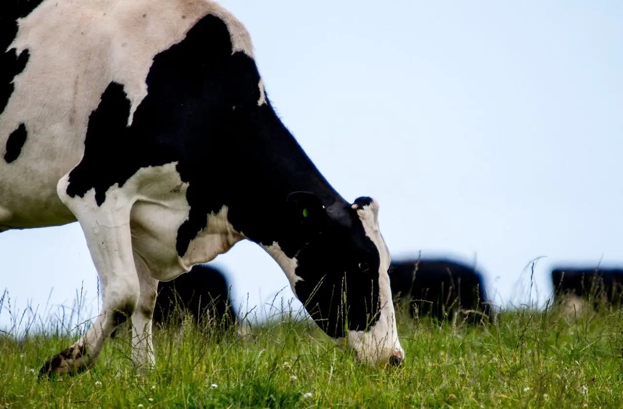 Cumboots Dairy Farm photo 1