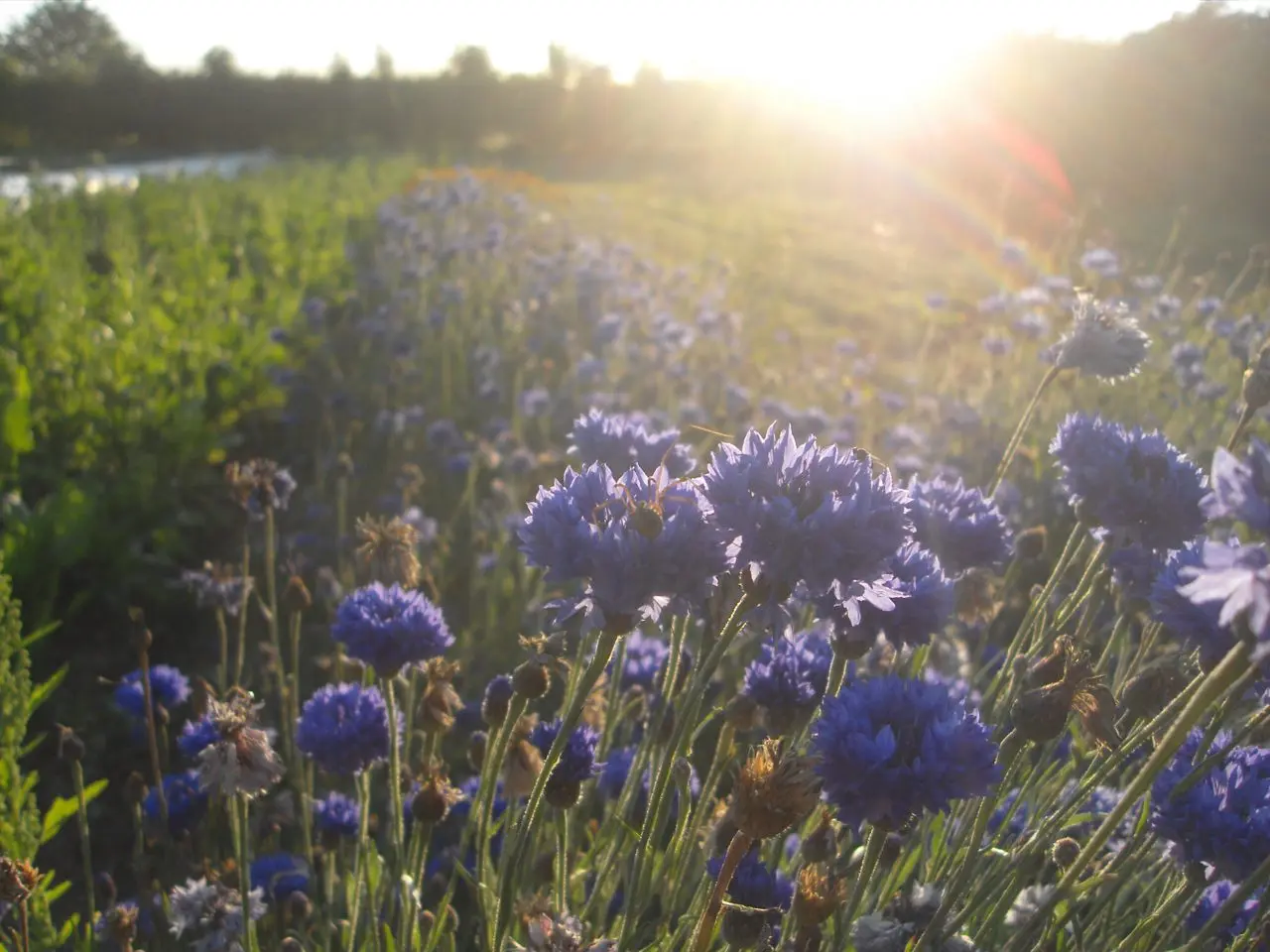 Harroway Organic Gardens photo 1