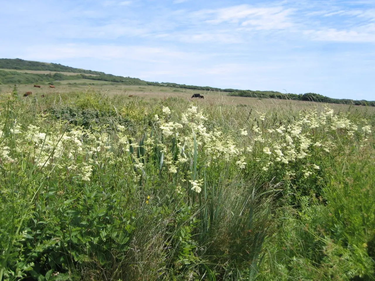Tamarisk Farm photo 4