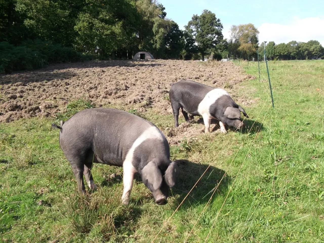Lynne's Organic Farm photo 1