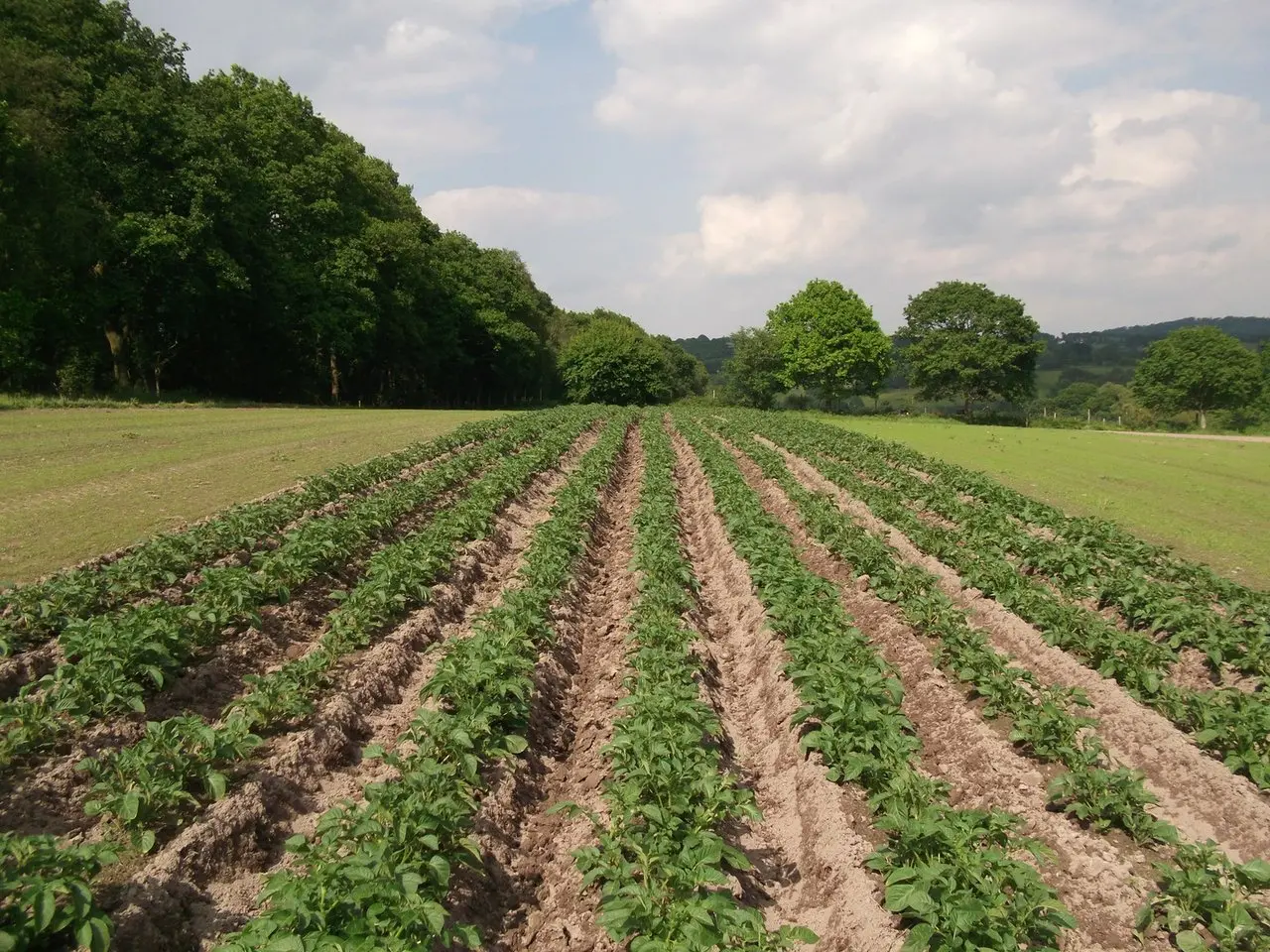 Lynne's Organic Farm photo 2