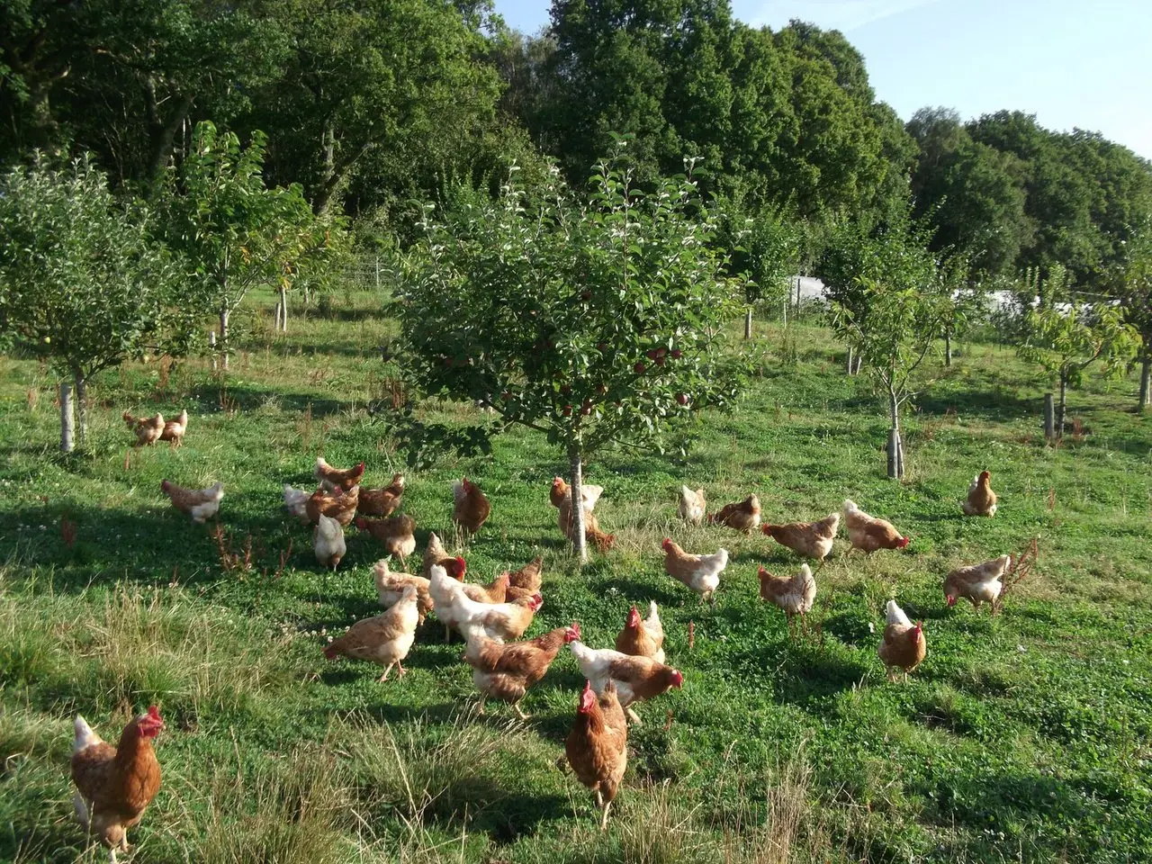 Lynne's Organic Farm photo 3