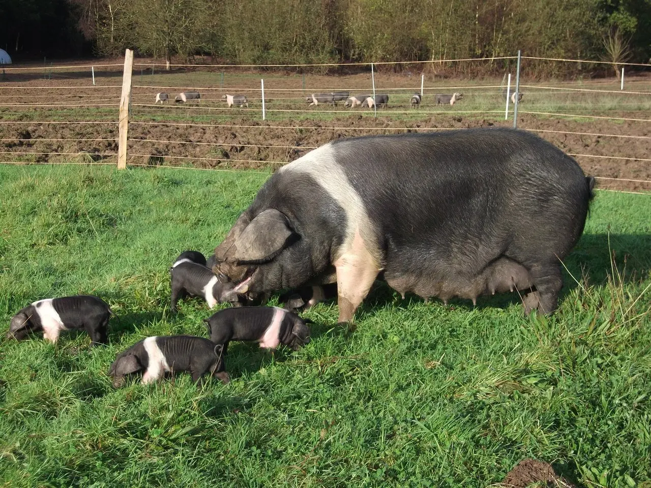Lynne's Organic Farm photo 4
