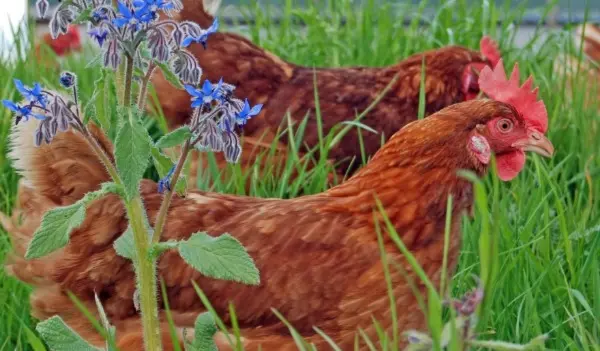 Mayfield Eggs photo 4