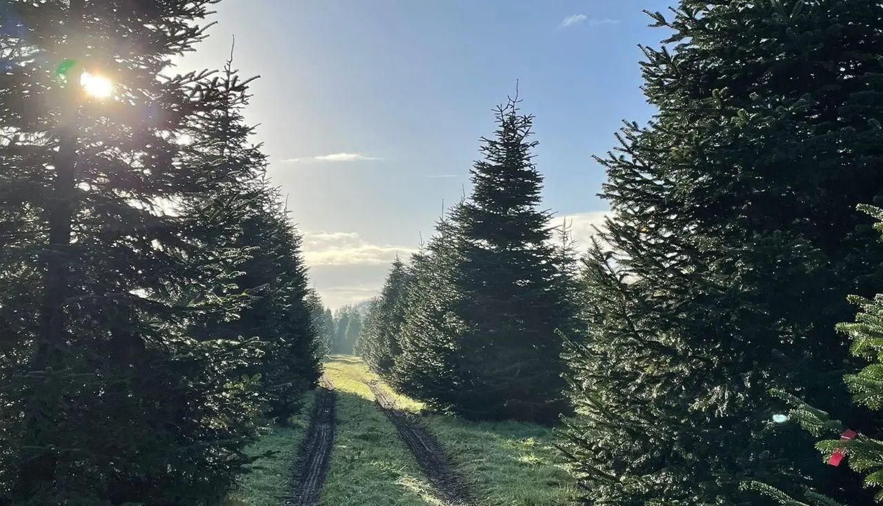 York Christmas Trees main photo