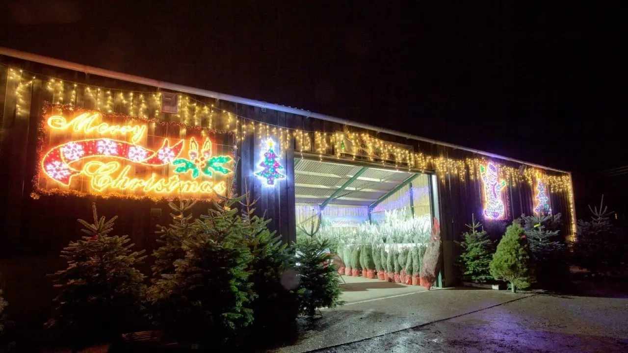 York Christmas Trees photo 1
