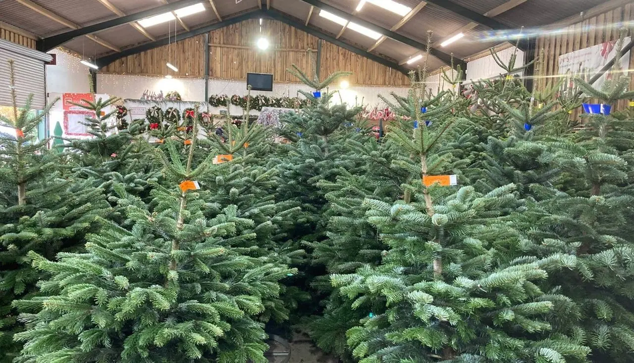 York Christmas Trees