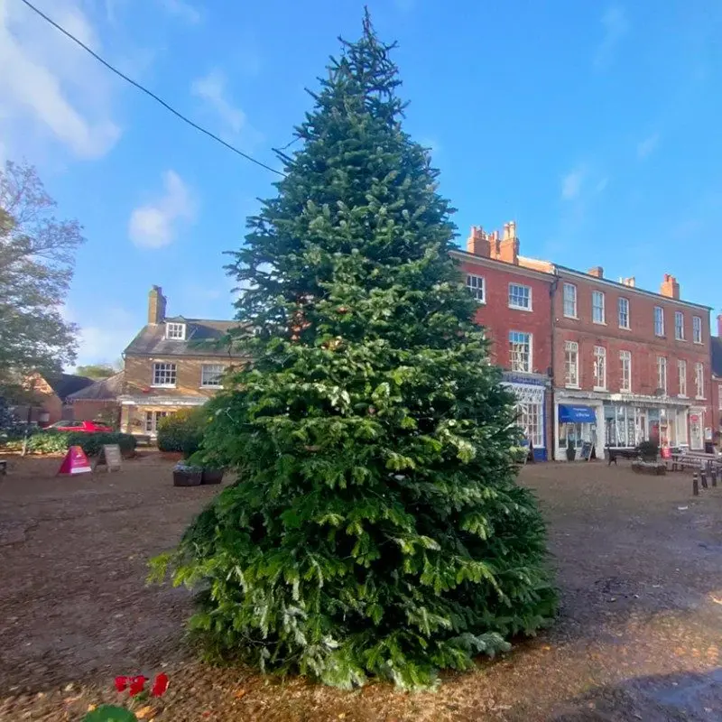York Christmas Trees photo 3