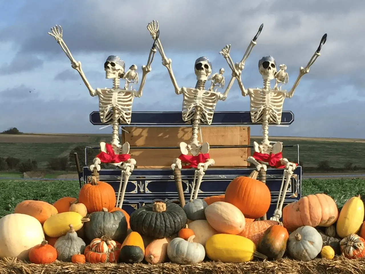 PYO Pumpkins (Riverside Farmers) main photo