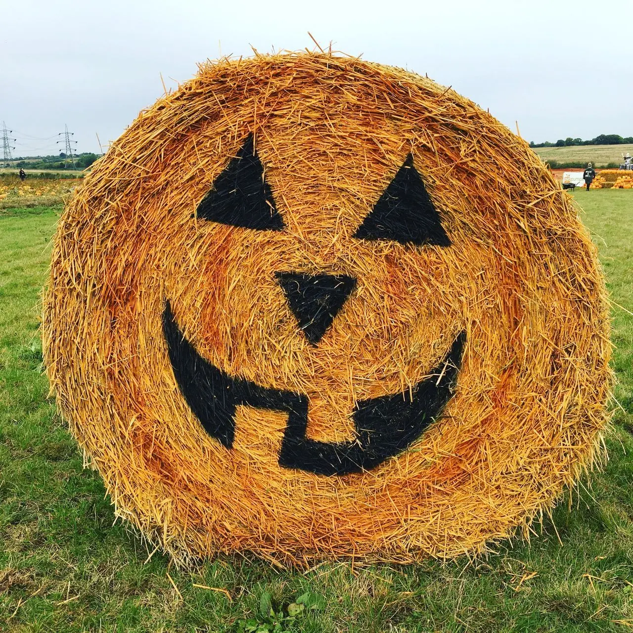 PYO Pumpkins (Riverside Farmers) photo 1