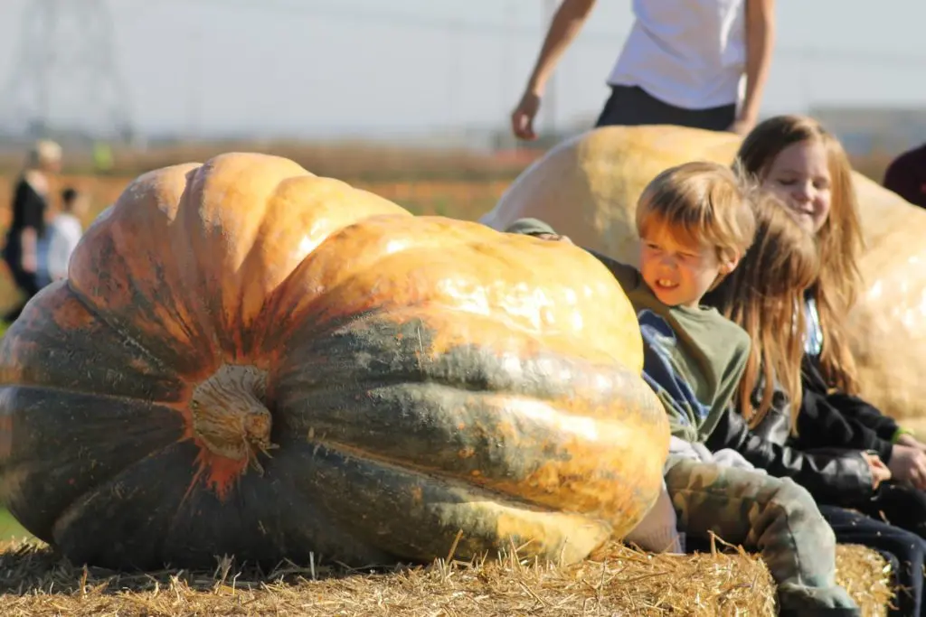 PYO Pumpkins (Riverside Farmers) photo 3