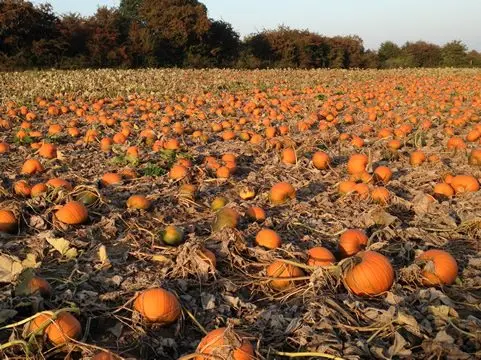 PYO Pumpkins (Riverside Farmers) photo 4