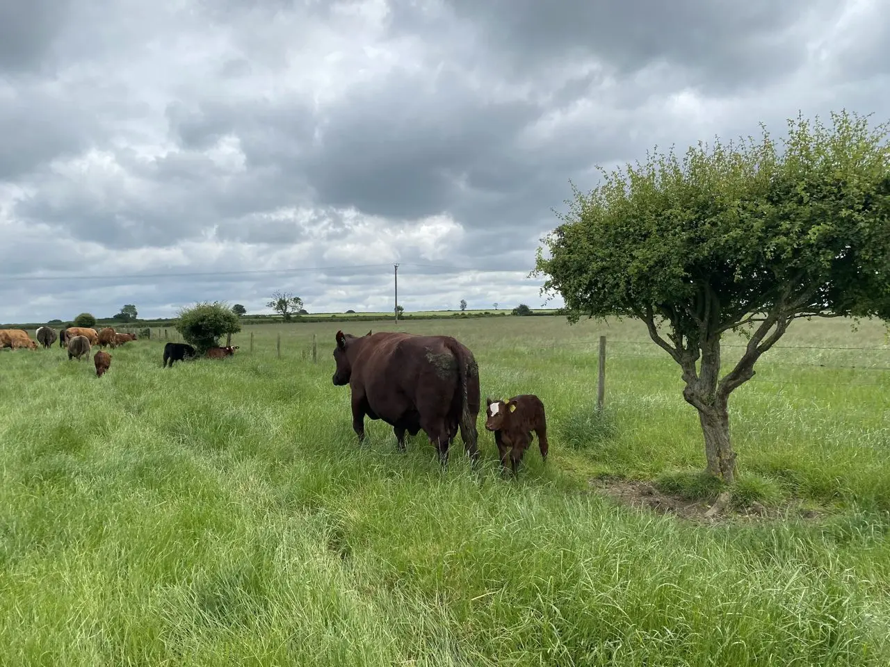 Haythorn Cattle photo 2