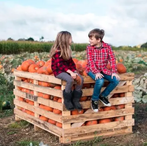The Pop Up Farm