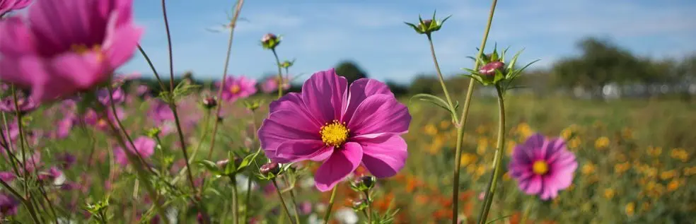 Cherry Gardens Organic Farm & Farm Shop photo 1