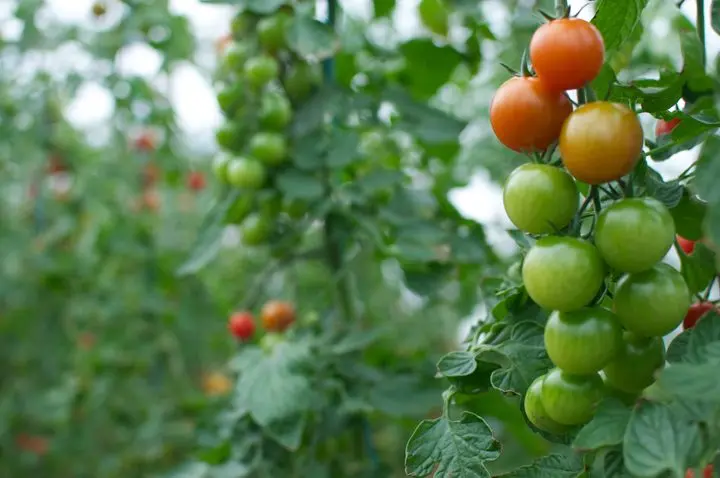 Cherry Gardens Organic Farm & Farm Shop photo 4