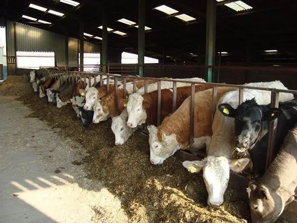 Morton Farm Shop photo 3