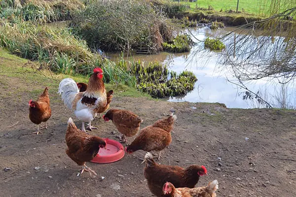 Morton Farm Shop photo 4