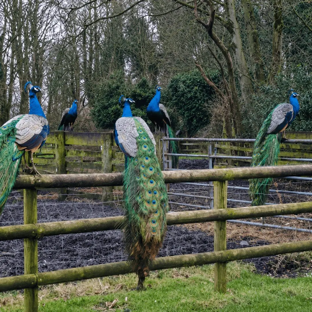 Lydiate Hall Farm Shop photo 3