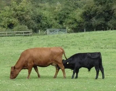 Finwood Hill Farm photo 2