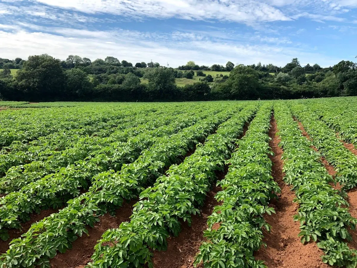 Farrington's Farm main photo