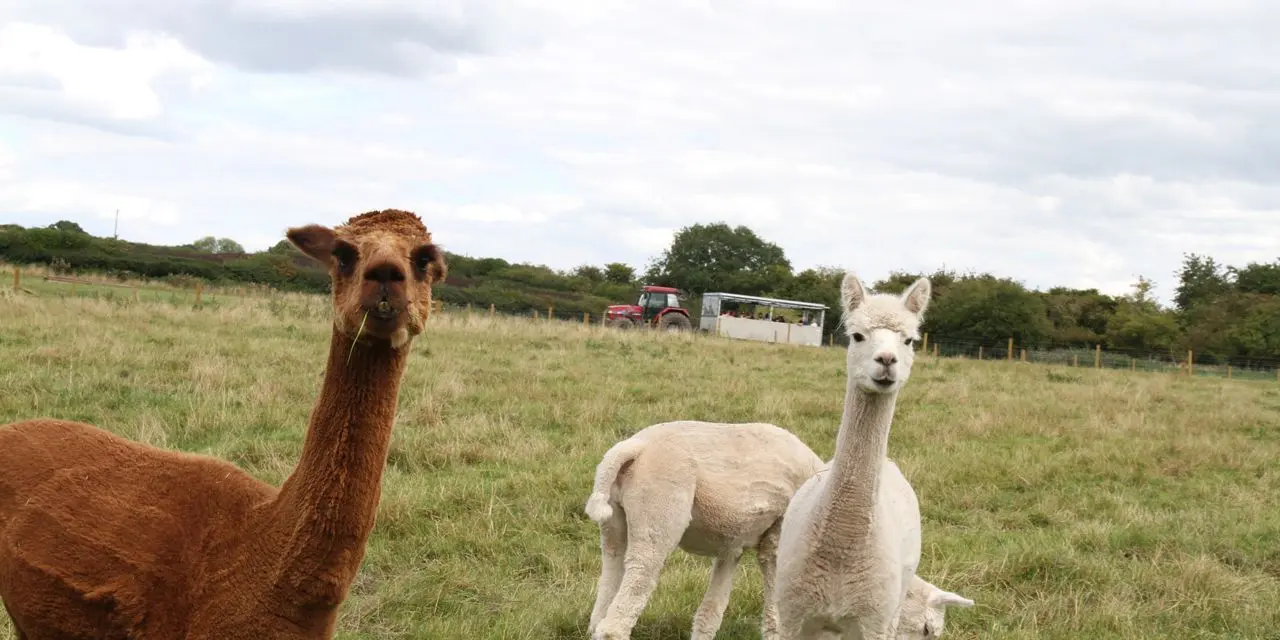 Amerton Farm