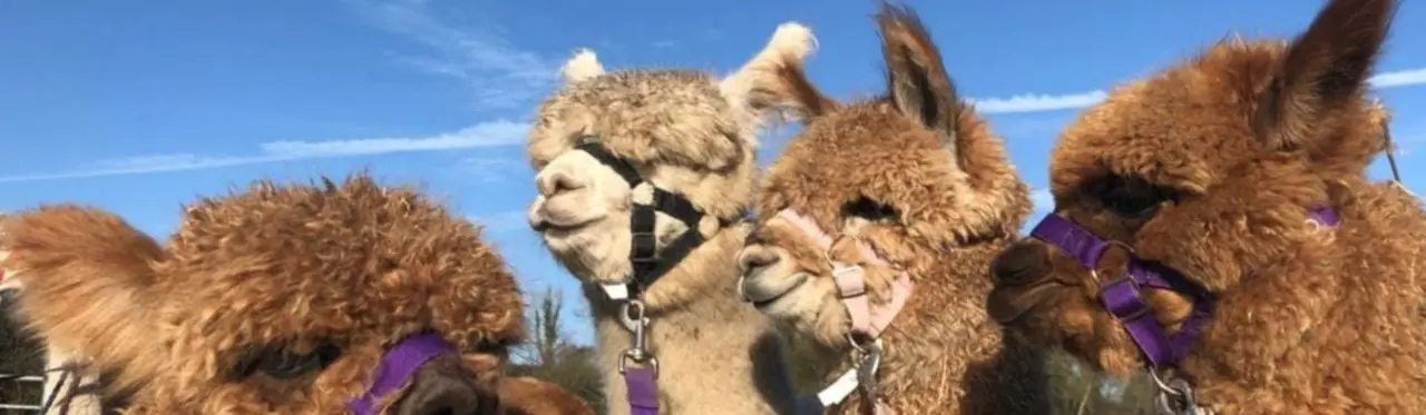 Hensting Alpacas main photo